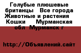 Голубые плюшевые британцы - Все города Животные и растения » Кошки   . Мурманская обл.,Мурманск г.